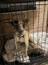 Found/Stray Female Dog last seen 7th Street & Grand in field by the mobile s, San Jacinto, CA 92582