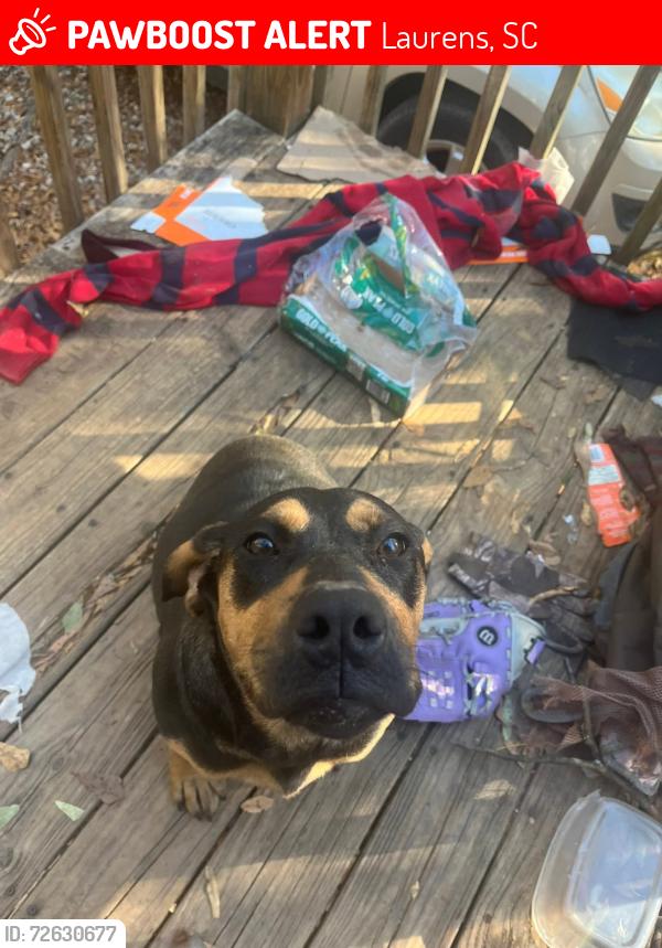 Lost Female Dog last seen Watts Mill, Laurens, SC 29360