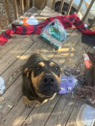 Lost Female Dog last seen Watts Mill, Laurens, SC 29360