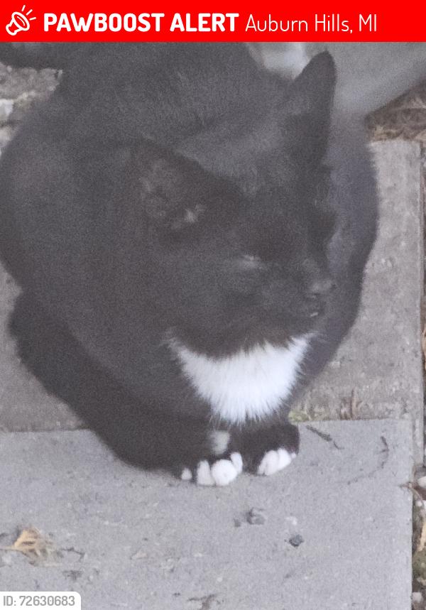 Lost Male Cat last seen Walton and walnut, Auburn Hills, MI 48326