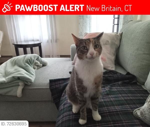 Lost Female Cat last seen Broad str, New Britain, CT 06053