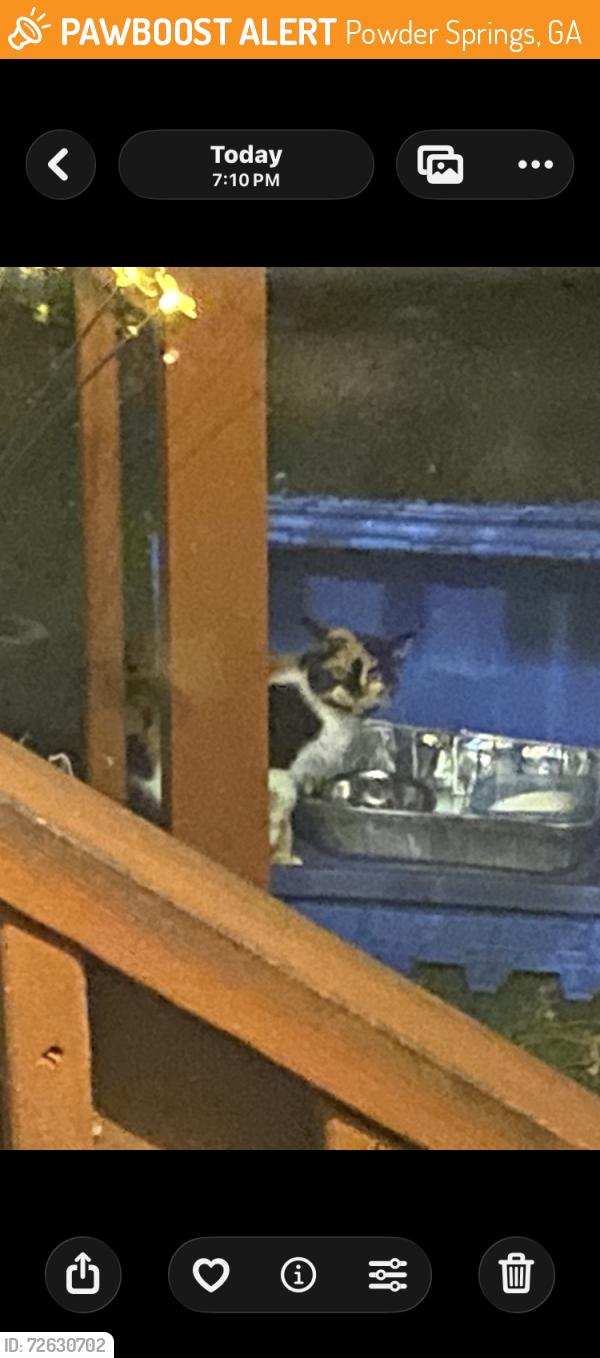 Found/Stray Female Cat last seen Lost Mountain Road, Powder Springs, GA 30127