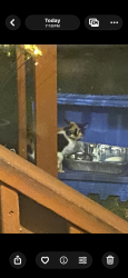 Found/Stray Female Cat last seen Lost Mountain Road, Powder Springs, GA 30127