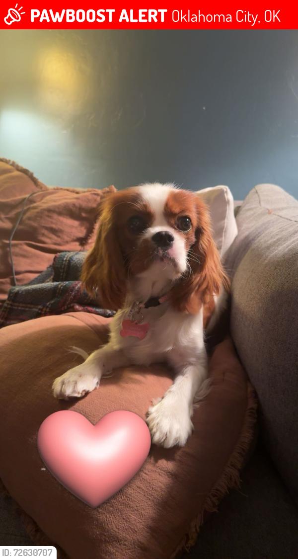 Lost Female Dog last seen 104th and s Penn Okc , Oklahoma City, OK 73170