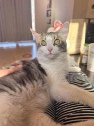 Lost Female Cat last seen Ocotillo dr, Palm Desert, CA 92260