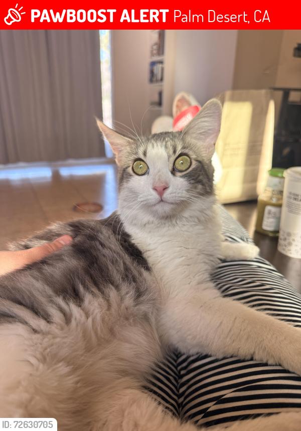 Lost Female Cat last seen Ocotillo dr, Palm Desert, CA 92260