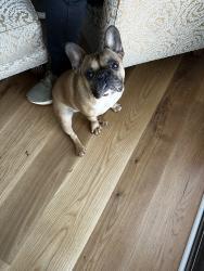 Lost Male Dog last seen Nunnully rd anderson sc 29625, Anderson, SC 29625