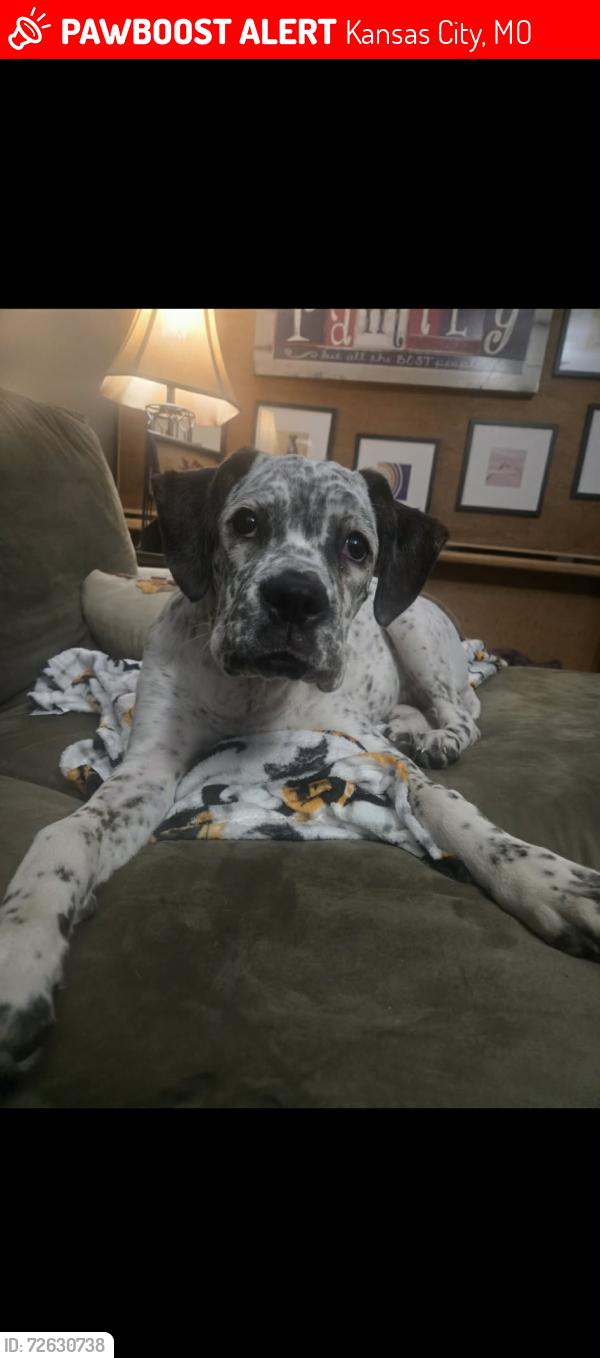Lost Female Dog last seen Winchester & Raytown Rd Leeds area, Kansas City, MO 64129