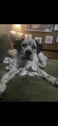 Lost Female Dog last seen Winchester & Raytown Rd Leeds area, Kansas City, MO 64129