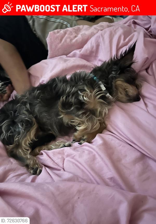 Lost Male Dog last seen MLK and 26th, Sacramento, CA 95820