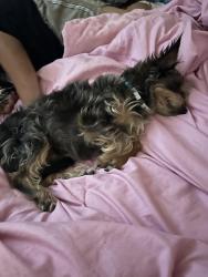 Lost Male Dog last seen MLK and 26th, Sacramento, CA 95820
