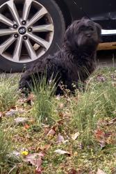 Found/Stray Female Dog last seen Stephens Entry , Peachtree City, GA 30269