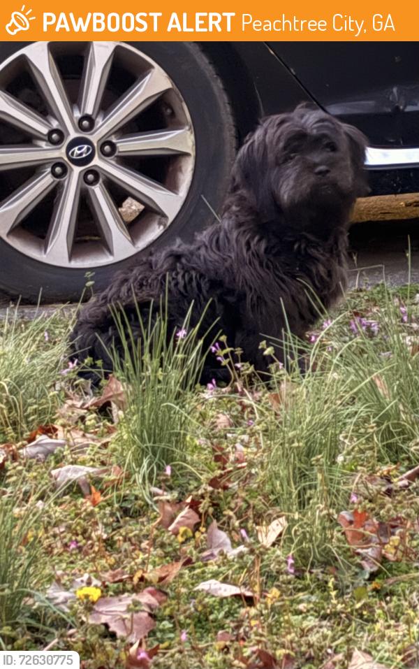 Found/Stray Female Dog last seen Stephens Entry , Peachtree City, GA 30269