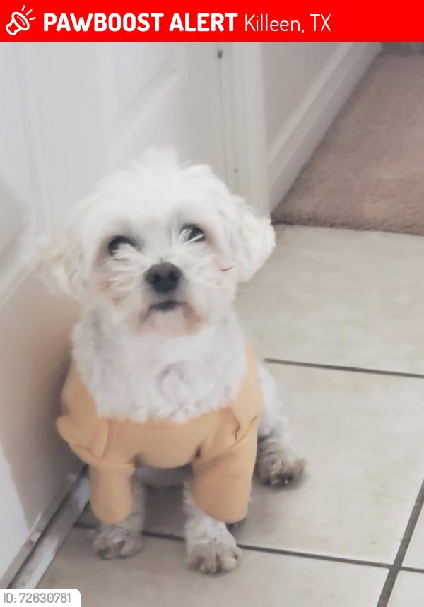 Lost Male Dog last seen Shoemaker high school, Killeen, TX 76549