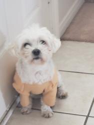 Lost Male Dog last seen Shoemaker high school, Killeen, TX 76549