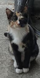 Lost Female Cat last seen Albert augustine park, Milpitas, CA 95035