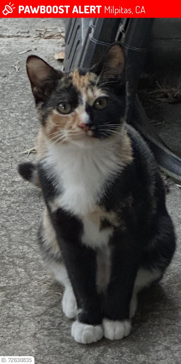 Lost Female Cat last seen Albert augustine park, Milpitas, CA 95035