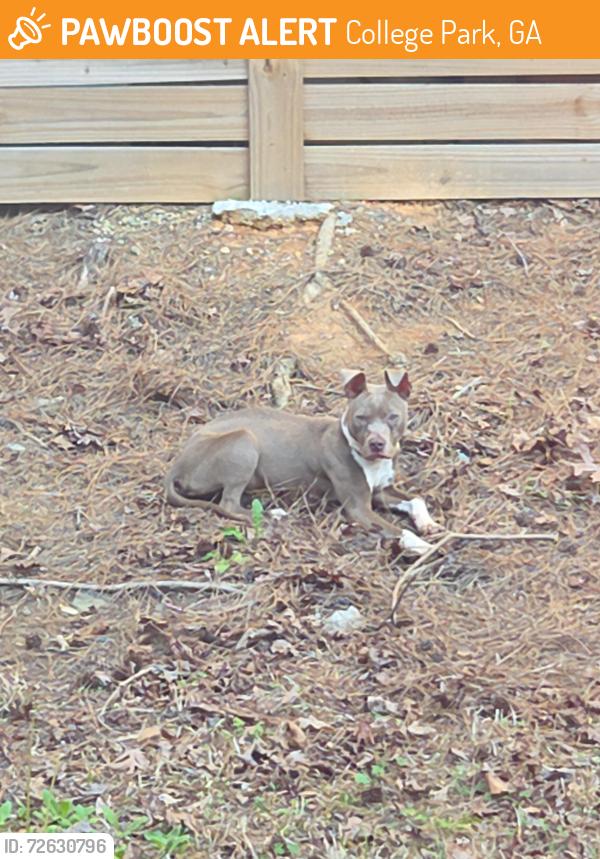 Found/Stray Male Dog last seen Godby rd and Windsor Forrest Ln, College Park, GA 30349
