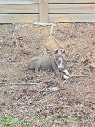 Found/Stray Male Dog last seen Godby rd and Windsor Forrest Ln, College Park, GA 30349