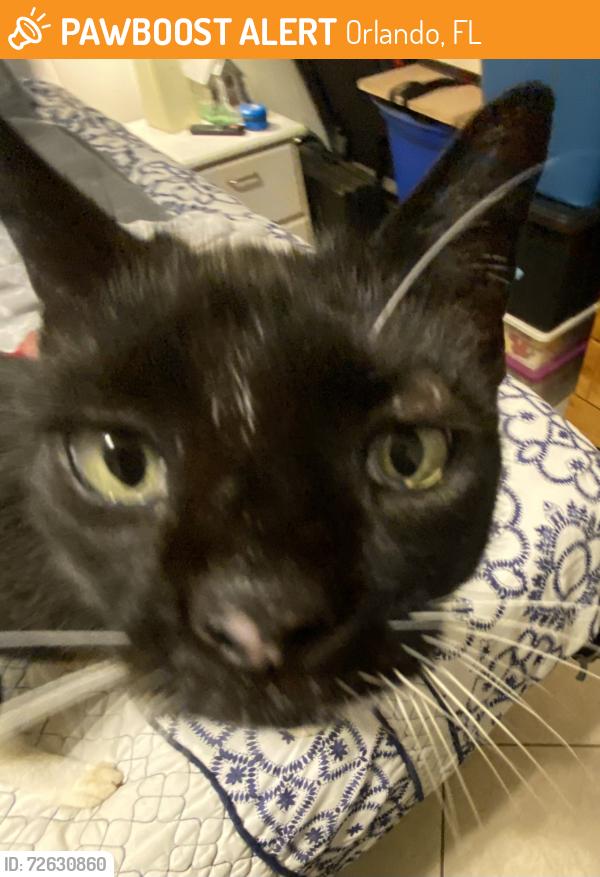 Found/Stray Unknown Cat last seen Dean Road, Orlando, FL 32817