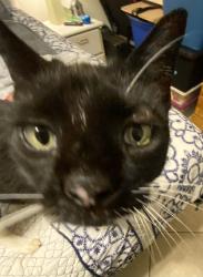 Found/Stray Unknown Cat last seen Dean Road, Orlando, FL 32817