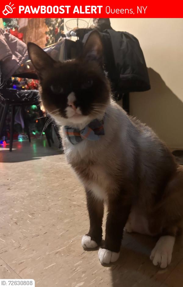Lost Male Cat last seen  Melbourne Avenue, Queens, NY 11367