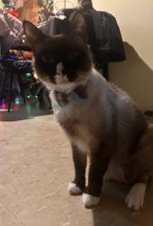 Lost Male Cat last seen  Melbourne Avenue, Queens, NY 11367