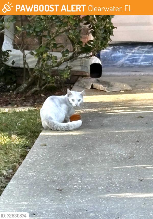 Found/Stray Unknown Cat last seen Skipper & Sweetwater Trail Clearwater Fl, Clearwater, FL 33761