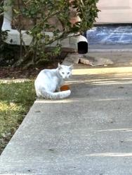 Found/Stray Unknown Cat last seen Skipper & Sweetwater Trail Clearwater Fl, Clearwater, FL 33761