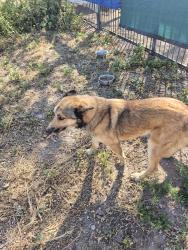 Found/Stray Female Dog last seen Near st and Jefferson , Phoenix, AZ 85034