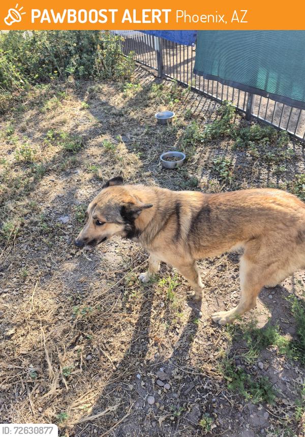 Found/Stray Female Dog last seen Near st and Jefferson , Phoenix, AZ 85034