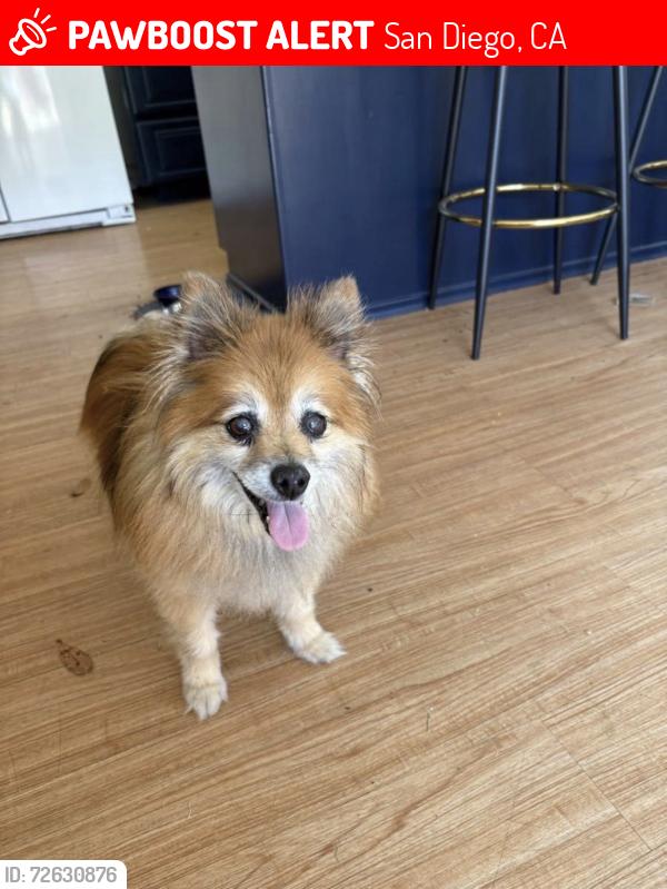 Lost Female Dog last seen Ericson Elementary , San Diego, CA 92126