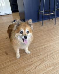 Lost Female Dog last seen Ericson Elementary , San Diego, CA 92126