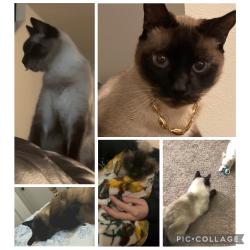 Lost Male Cat last seen S Meyers rd , Oregon City, OR 97045