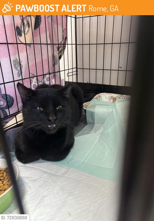 Found/Stray Male Cat last seen 2nd Avenue, Salvation Army, Rome, GA 30161