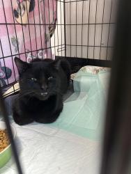 Found/Stray Male Cat last seen 2nd Avenue, Salvation Army, Rome, GA 30161