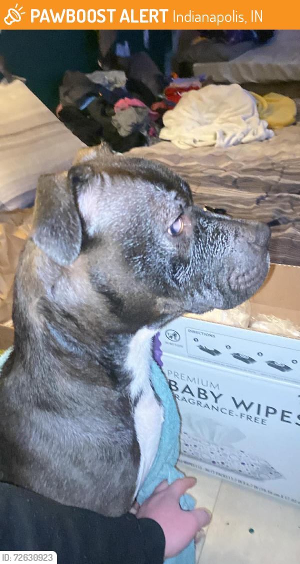Found/Stray Female Dog last seen Oakland and Clayton , Indianapolis, IN 46201