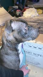 Found/Stray Female Dog last seen Oakland and Clayton , Indianapolis, IN 46201