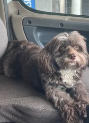Lost Female Dog last seen North palm dr, Boynton Beach, FL 33435