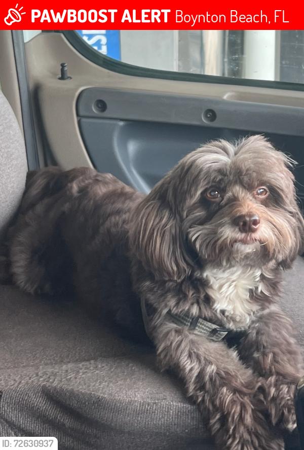 Lost Female Dog last seen North palm dr, Boynton Beach, FL 33435