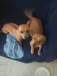 Found/Stray Female Dog last seen Broad, Salida, CA 95368