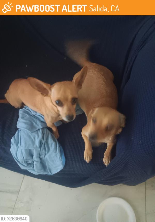 Found/Stray Female Dog last seen Broad, Salida, CA 95368