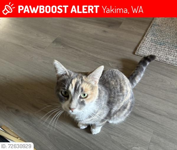 Lost Female Cat last seen Henning and Justice, Yakima, WA 98901