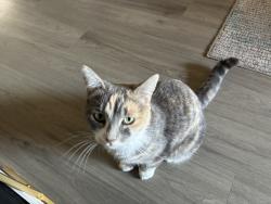 Lost Female Cat last seen Henning and Justice, Yakima, WA 98901