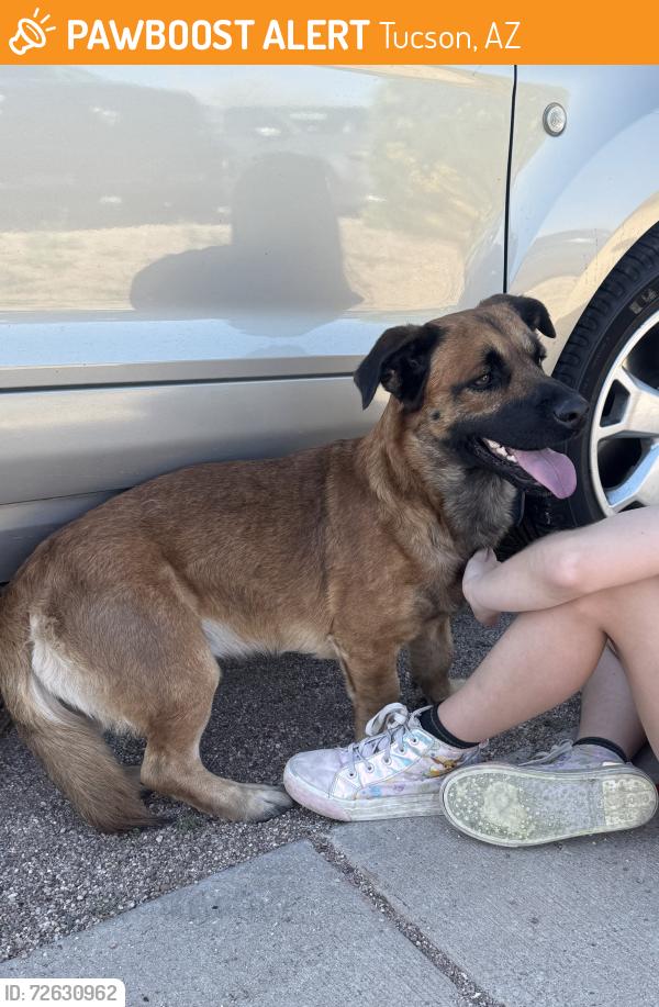 Found/Stray Male Dog last seen Kellond elementary school , Tucson, AZ 85710