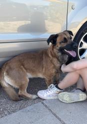 Found/Stray Male Dog last seen Kellond elementary school , Tucson, AZ 85710