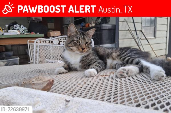 Lost Male Cat last seen Congress and north bluff drive, Austin, TX 78745