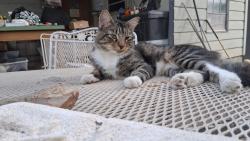 Lost Male Cat last seen Congress and north bluff drive, Austin, TX 78745