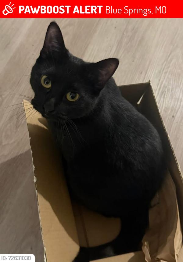 Lost Female Cat last seen James walker elementary , Blue Springs, MO 64014