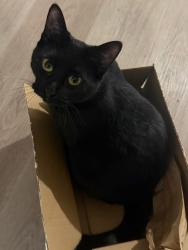 Lost Female Cat last seen James walker elementary , Blue Springs, MO 64014